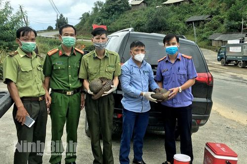 Vượt đại dịch cứu hộ thành công 2 cá thể Tê tê tại Điện Biên