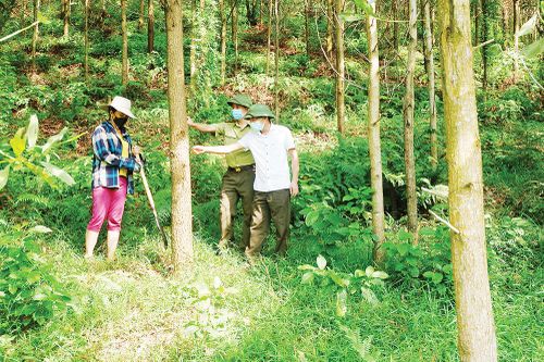 'Đánh thức' tiềm năng phát triển rừng gỗ lớn