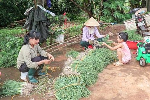 Hướng Hóa: Ném lá trái vụ rớt giá