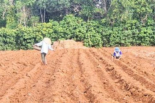 Vĩnh Linh: Xuống giống gần 700 ha môn