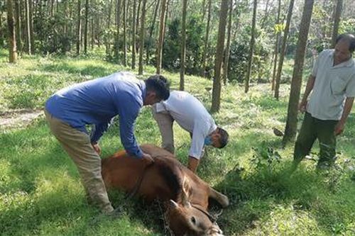 Công bố hết dịch viêm da nổi cục trên đàn trâu, bò tại Cam Tuyền