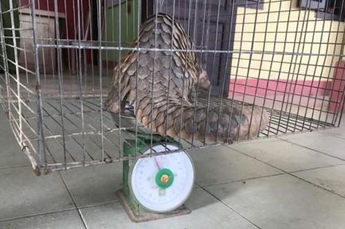 Cá thể tê tê vàng quý hiếm bất ngờ chạy vào nhà dân