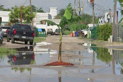 Tài xế trồng cây chuối giữa đường vì gặp ổ gà