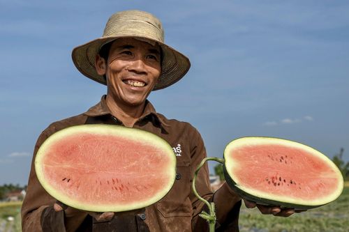 Bộ Nông nghiệp: Nông dân đang lãng phí hạt xoài, vỏ dưa hấu, rơm rạ