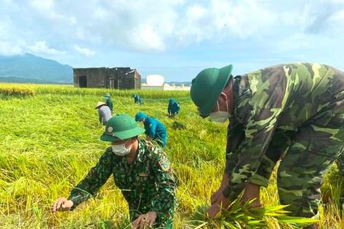 Hà Tĩnh: Lực lượng vũ trang giúp dân thu hoạch lúa tránh bão Conson