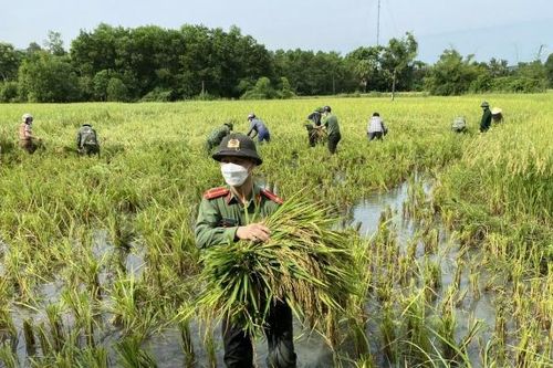 Thanh Hóa: Chiến sĩ công an xuống đồng cùng bà con thu hoạch lúa tránh bão
