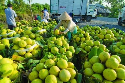 Kịp thời hỗ trợ kết nối đầu ra cho nông sản tại các địa phương đang giãn cách xã hội