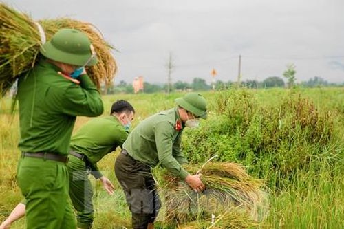 Thanh niên, công an, bộ đội xuống đồng thu hoạch lúa giúp người dân chạy bão Côn Sơn