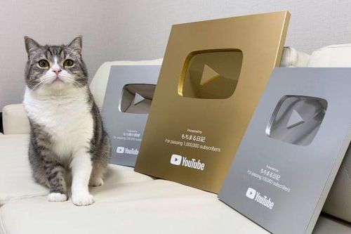 Chú mèo rinh nút Vàng YouTube, được kỷ lục Guinness ghi nhận
