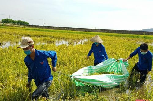Màu áo xanh tình nguyện giúp dân thu hoạch lúa mùa tránh bão