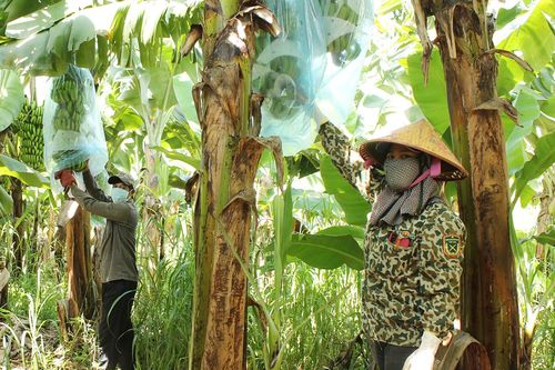 Gia Lai đẩy mạnh kết nối tiêu thụ nông sản