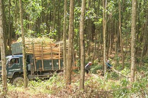 Tăng cường các giải pháp để phát triển lâm nghiệp bền vững. Bài 3: Tăng giá trị, chất lượng sản phẩm lâm nghiệp