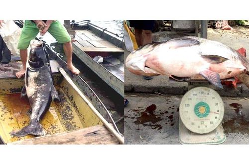 Nông dân Lâm Bình bắt được cá mè trên 40 kg