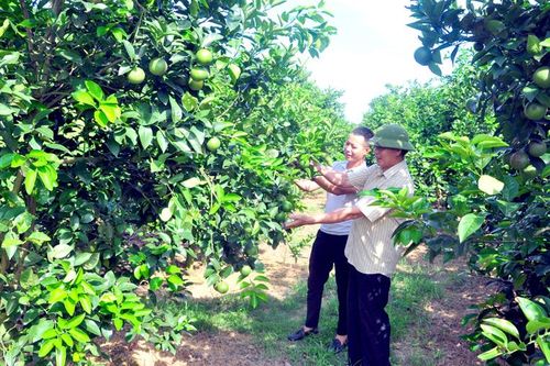 Nông dân dùng mạng xã hội tạo đầu ra cho nông sản