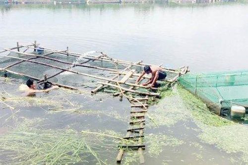 Kinh tế Kinh tế Thu hoạch thủy sản tránh lũ
