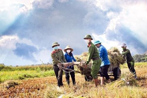 Đội nắng giúp dân thu hoạch lúa chạy bão