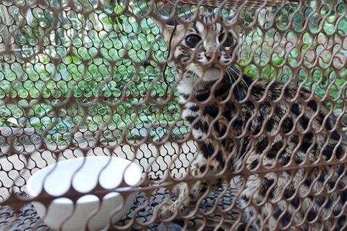 Xử phạt 2 đối tượng mua bán trái phép mèo rừng