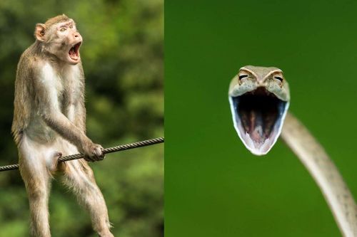 Loạt ảnh độc hé lộ bộ mặt hài hước 'khó đỡ' của thế giới động vật