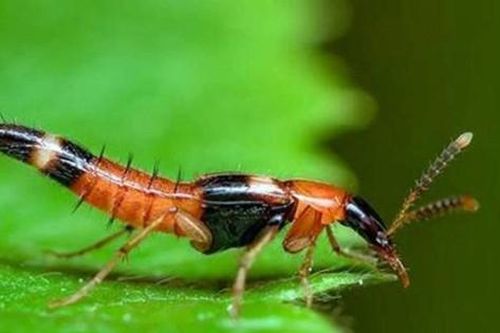 Bộ ảnh dí dỏm giải oan cho kiến ba khoang đang 'viral', Gen Z xem xong chia làm 2 phe