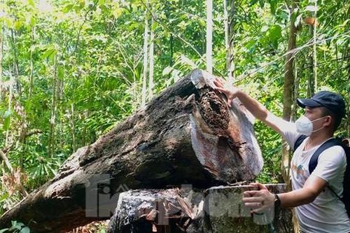 Lâm tặc ngang nhiên xẻ thịt rừng phòng hộ ở Quảng Ngãi