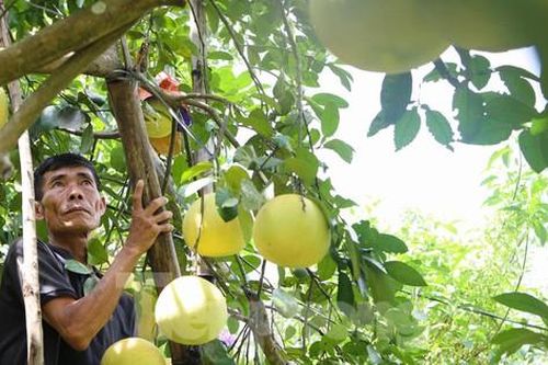 Bưởi đặc sản Phúc Trạch khó đầu ra, dân thấp thỏm lo bão đổ bộ