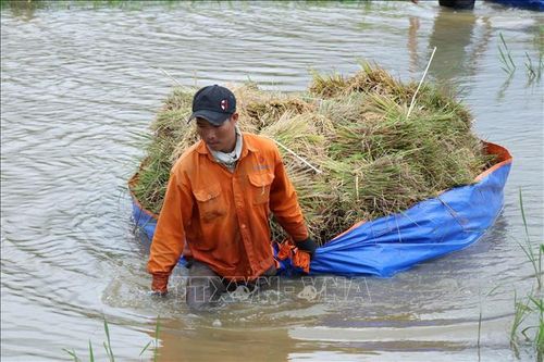 Dầm mình thu hoạch lúa 'chạy lũ'