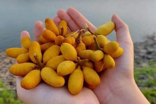 Loại cây dại trên rừng không ngờ lại cho hoa thơm lừng, quả rất ngọt lại tốt cho sức khỏe