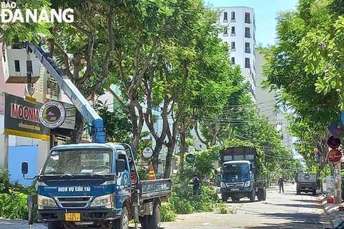Nguy cơ ngã đổ cây xanh, mất an toàn cho người và phương tiện giao thông