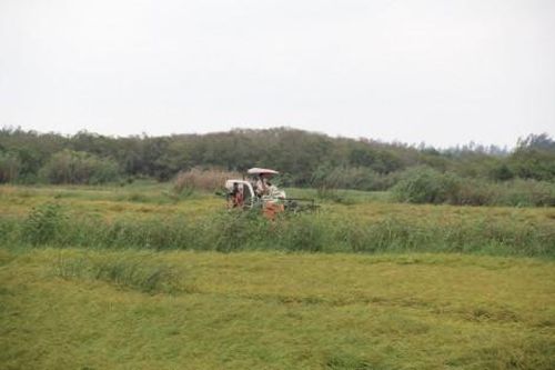 Kinh tế Nông nghiệp - Nông thôn Còn khoảng 700 ha lúa chưa thu hoạch