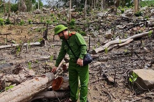 Điều tra và xử lý các vụ phá rừng Báo CAND phản ánh