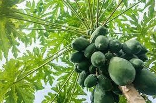 Lợi ích tuyệt vời của lá đu đủ