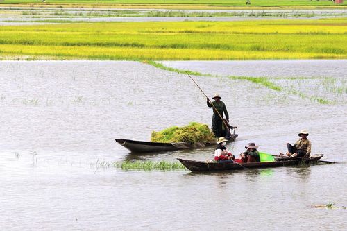Người dân Tây Nguyên gặt lúa non chạy lũ
