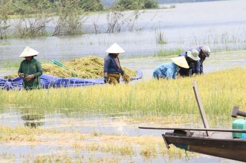 Đắk Lắk: Người dân 'chạy đua' với nước lũ để cứu lúa