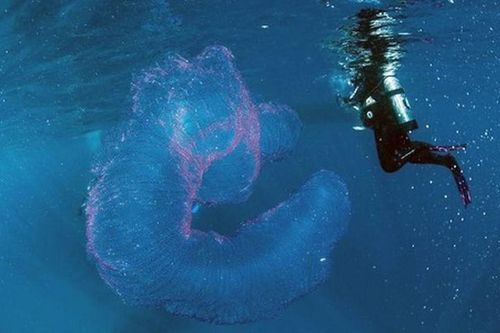 Đang lặn, rùng mình phát hiện 'quái vật biển' phát sáng ma mị