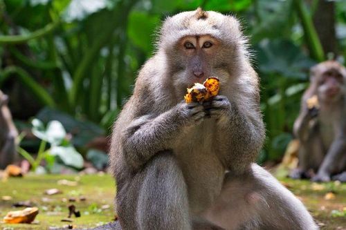 Không có du khách, bầy khỉ đói trên đảo Bali đột nhập vào nhà dân cướp thức ăn