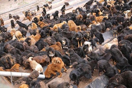 Chó ngao Tây Tạng 'hết thời', hàng nghìn con thành chó hoang nguy hiểm