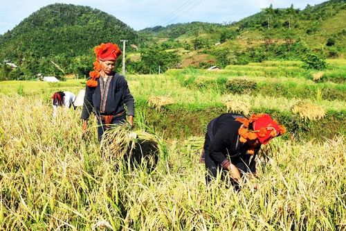 Nông dân vùng cao hối hả vào vụ thu hoạch lúa mùa