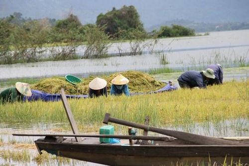 Đắk Lắk: Hơn 330 ha lúa nước bị ngập do mưa lũ