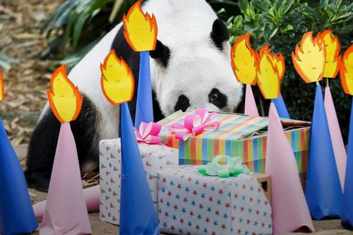 Vườn thú Singapore tổ chức tiệc tiết lộ giới tính cho gấu trúc con
