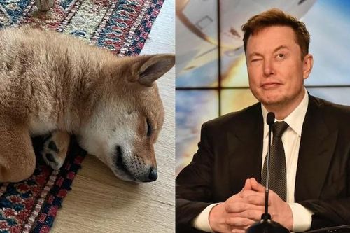 Loại tiền mã hóa tăng giá gần 10 lần khi Elon Musk đăng ảnh cún cưng
