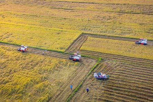 Tính toán giảm thâm canh lúa gạo ở ĐBSCL
