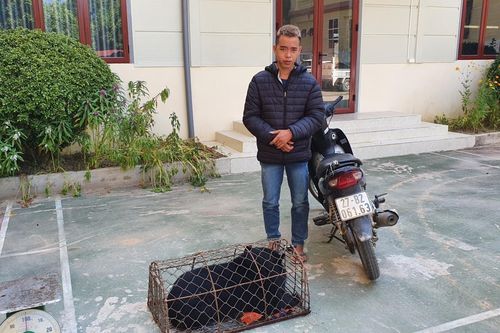Điện Biên: Bắt giữ đối tượng vận chuyển trái phép 1 cá thể gấu đi tiêu thụ