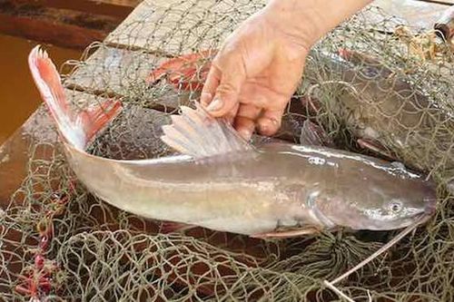 Cá lăng tiến vua, hàu sữa tẩm bổ... đặc sản rẻ chưa từng có