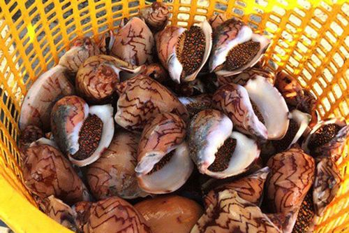 Săn ốc hoàng đế khổng lồ ở Phú Quốc