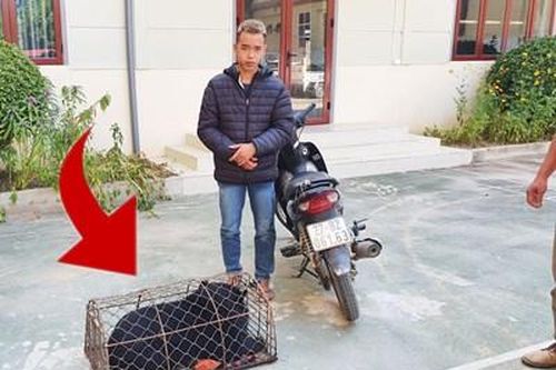 Giải cứu chú gấu 30kg đang bị đem bán