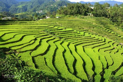 Ngắm nhìn vẻ đẹp mùa vàng trên vùng biên giới Sì Lở Lầu ở Lai Châu