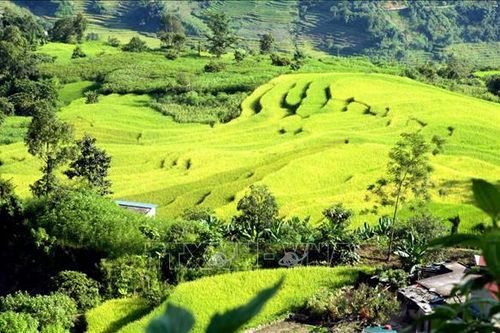 Mùa Vàng trên vùng biên giới Sì Lở Lầu