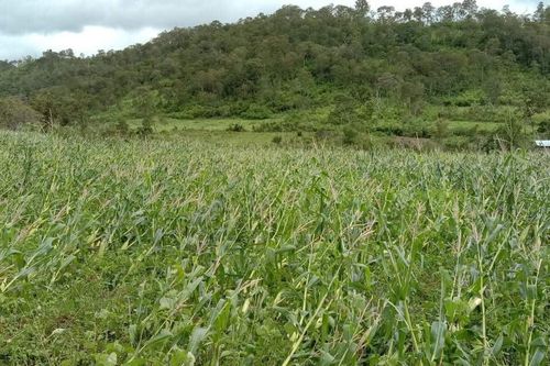 Gia Lai: Bão số 5 làm 1 người tử vong, thiệt hại hàng trăm ha hoa màu
