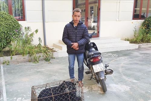 Bắt đối tượng mua bán, vận chuyển gấu hoang dã