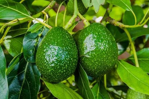 Hàng chục nghìn tấn bơ, sầu riêng ở Tây Nguyên thoát ùn ứ nhờ sàn thương mại, siêu thị
